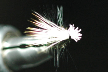 SB (Short Body) Cadiz (Bleach) Peacock