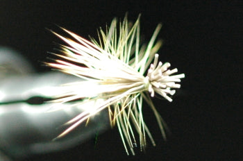 SB (Short Body) Cadiz (Natural) Yellow