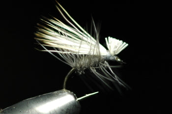SB (Short Body) Cadiz (Bleach) Dunn