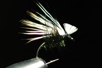 SB (Short Body) Cadiz (Bleach) Peacock