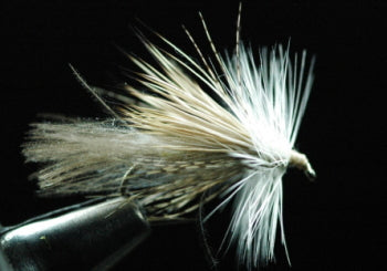 CDC Bearded Adult