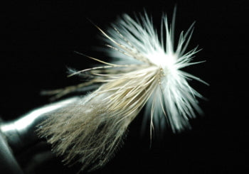 CDC Bearded Adult