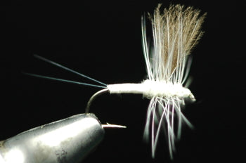 CDC Soluxe Dan White