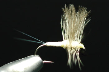CDC Soluxe Dan Wright Cahill