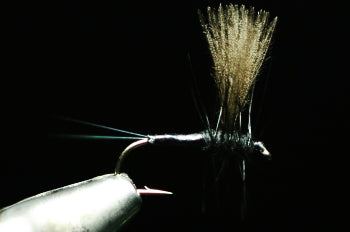 CDC Soluxe Dan Black