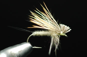Hairwing Dan Natural Light Cahill
