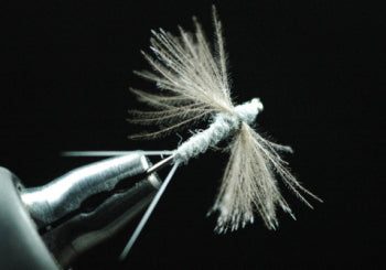 CDC Spinner Dan