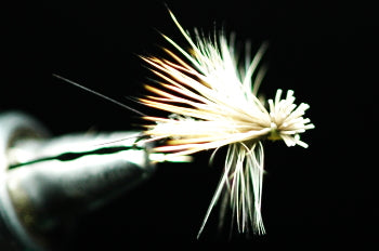 Hairwing Dan Natural Light Cahill