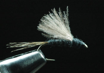 CDC Dan Black
