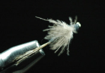 CDC Dan Black