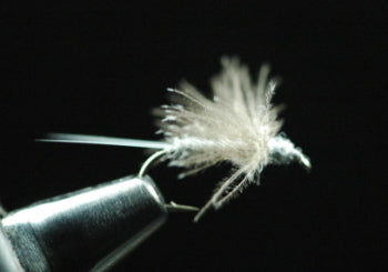 CDC Spinner Dan