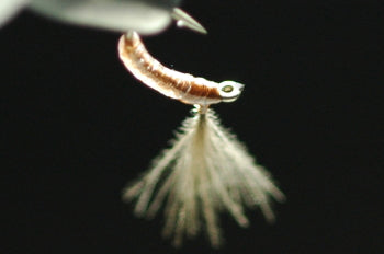 CDC Floating Eucommia Pupa Clear/Camel