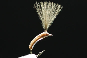 CDC Floating Eucommia Pupa Clear/Camel