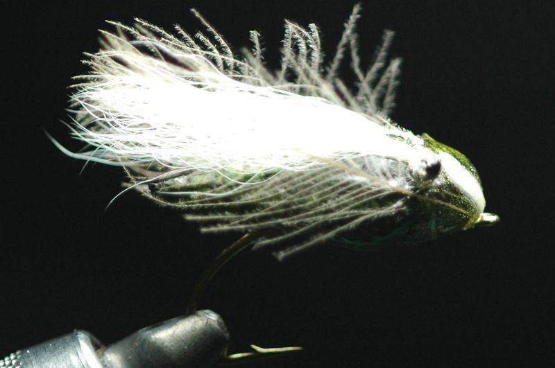 Shimazaki Sikeda Olive #12 fix