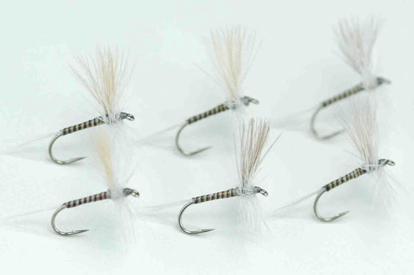 CDC Quill Gordon #16 Set of 6