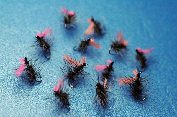 ADW Griffith Nut, set of 12