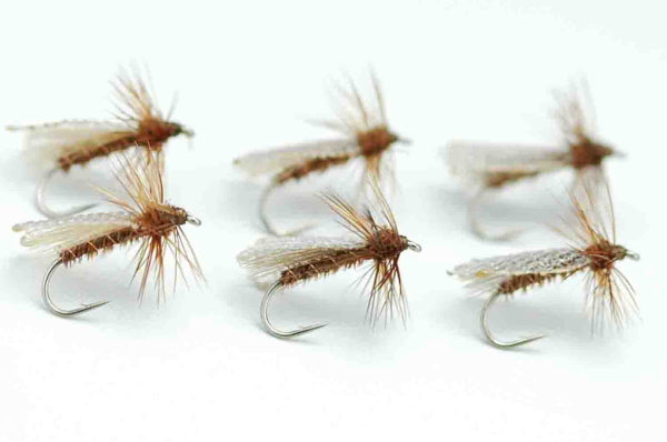 CDC Onashikaguera #16 Set of 6