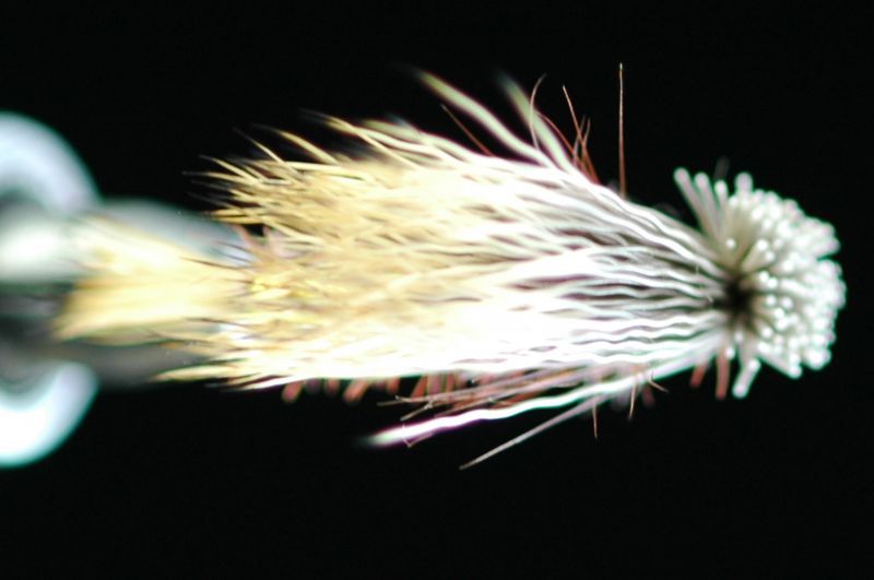 Cocab Double Wing Caddis #6