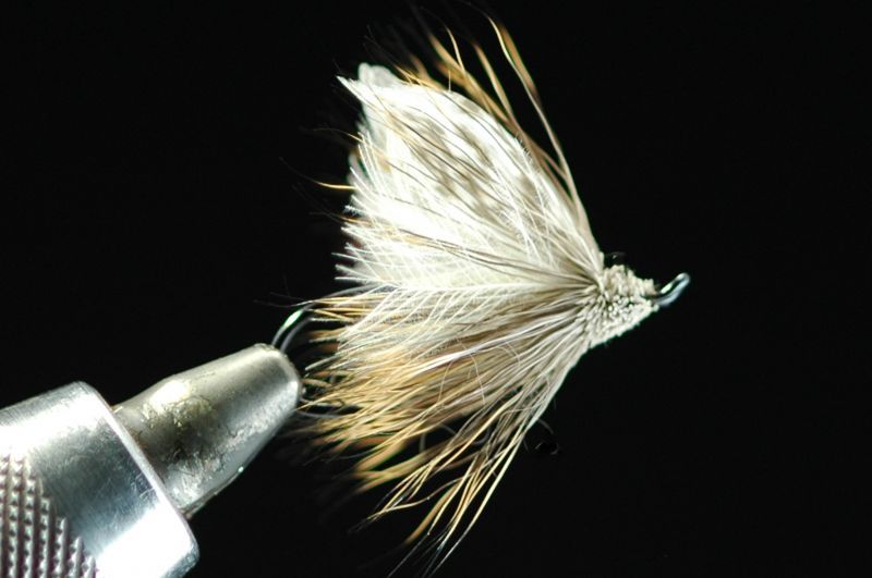 Tashiro Bearded Flap Adult #8 fix