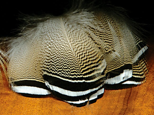 CANAL Bird Wood Duck Feathers