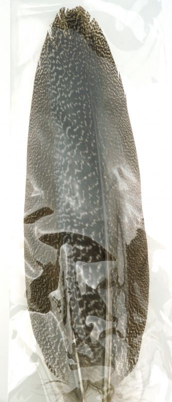 CANAL SPECKLE PHEASANT TAIL AA