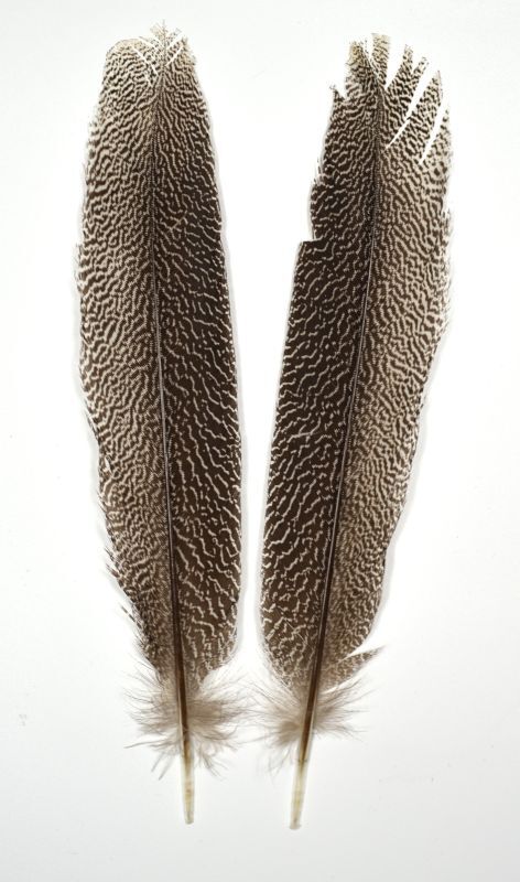 CANAL Kaliji Pheasant Tail