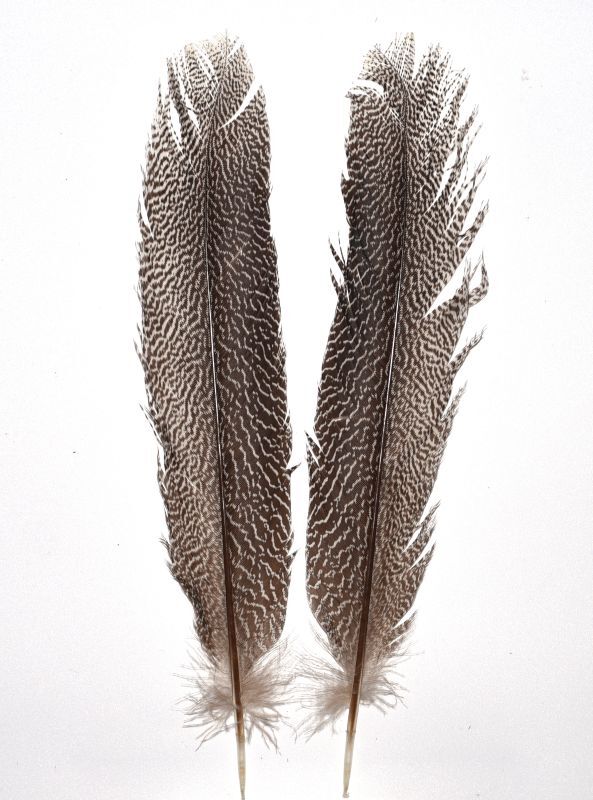 CANAL Kaliji Pheasant Tail
