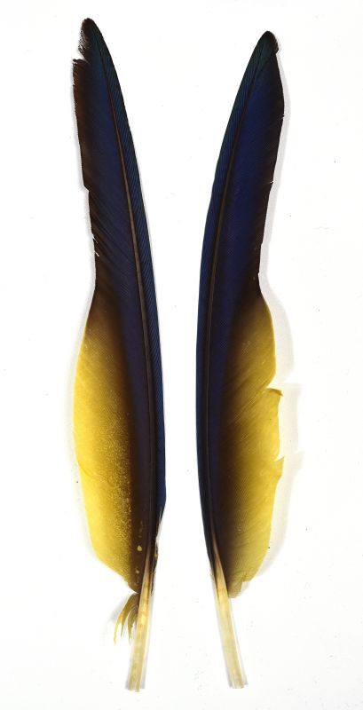 CANAL Macaw For Body