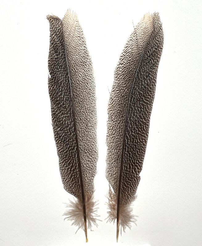 CANAL Kaliji Pheasant Tail