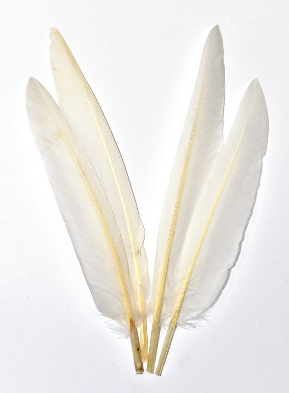 CANAL DUCK QUILL White