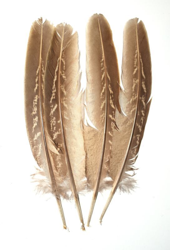 CANAL Cock Pheasant Quill