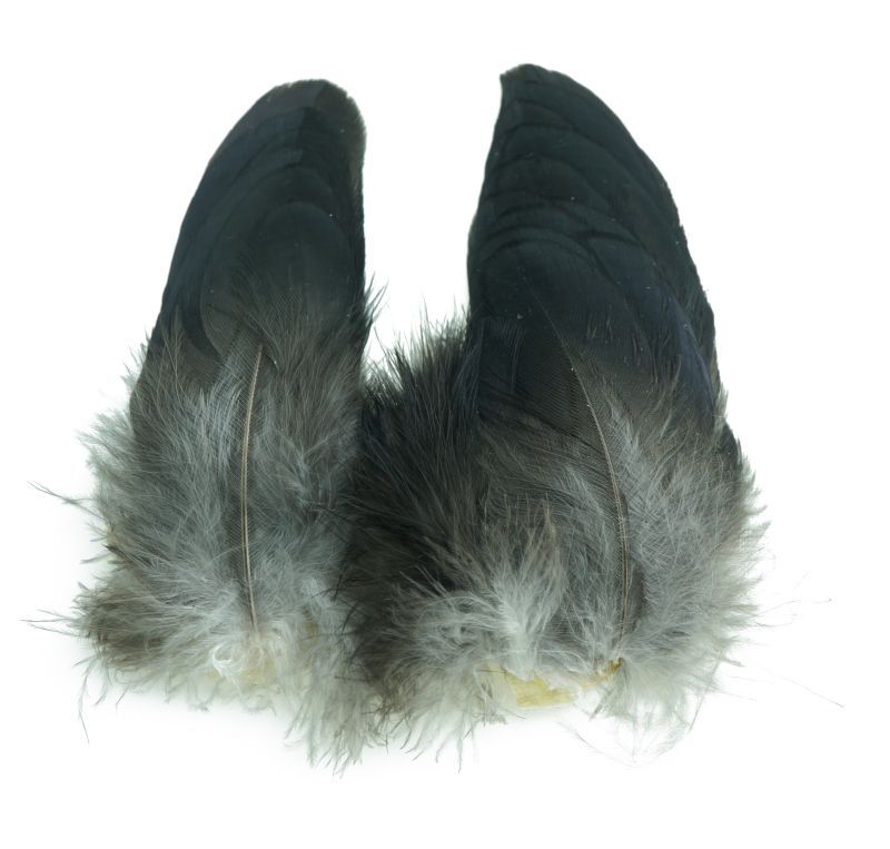 CANAL Crow Shoulder
