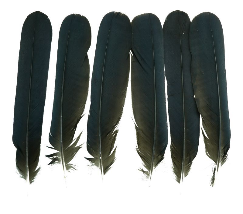 CANAL Crow Tail