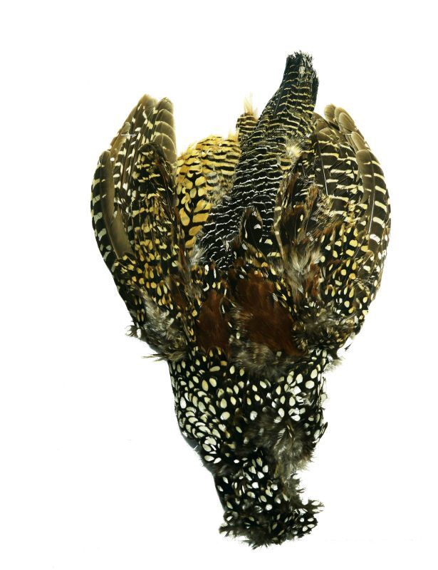 CANAL Spotted Partridge Complete