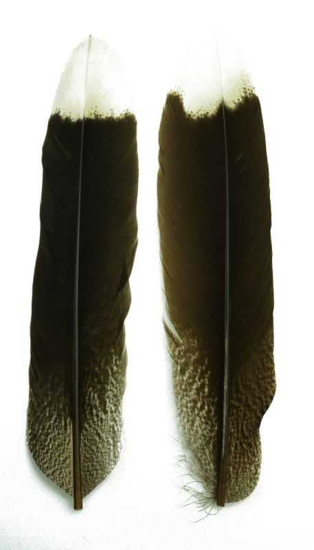 CANAL SERIEMA Tail