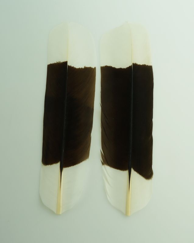 CANAL SERIEMA Tail