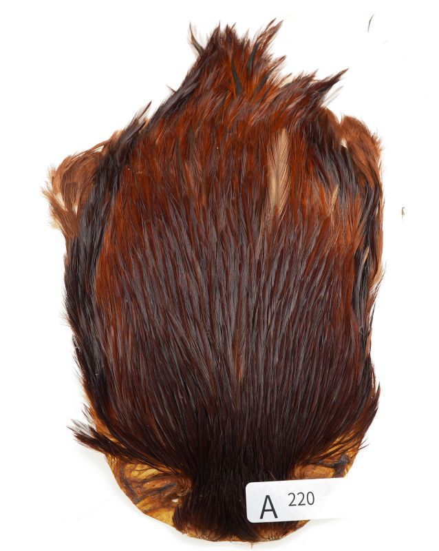 India Cock Neck Cape A201-A250