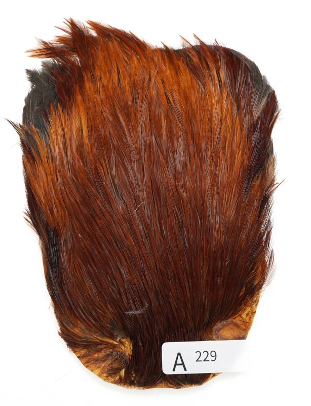 India Cock Neck Cape A201-A250