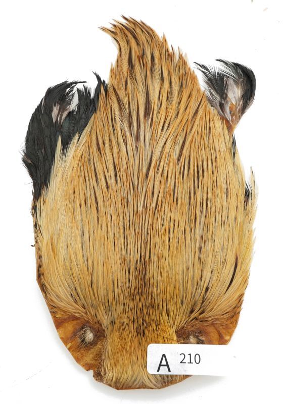 India Cock Neck Cape A201-A250