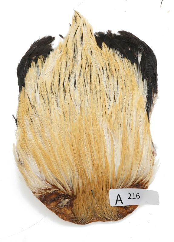 India Cock Neck Cape A201-A250