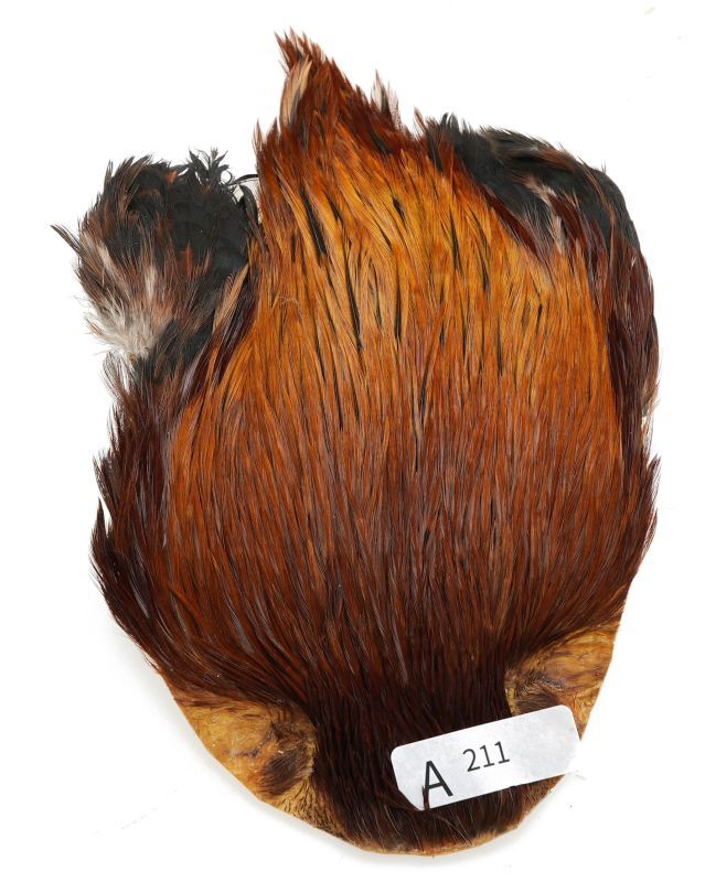 India Cock Neck Cape A201-A250