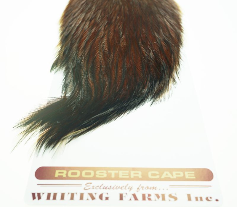 Coq de Leon Rooster Cape Brown No10