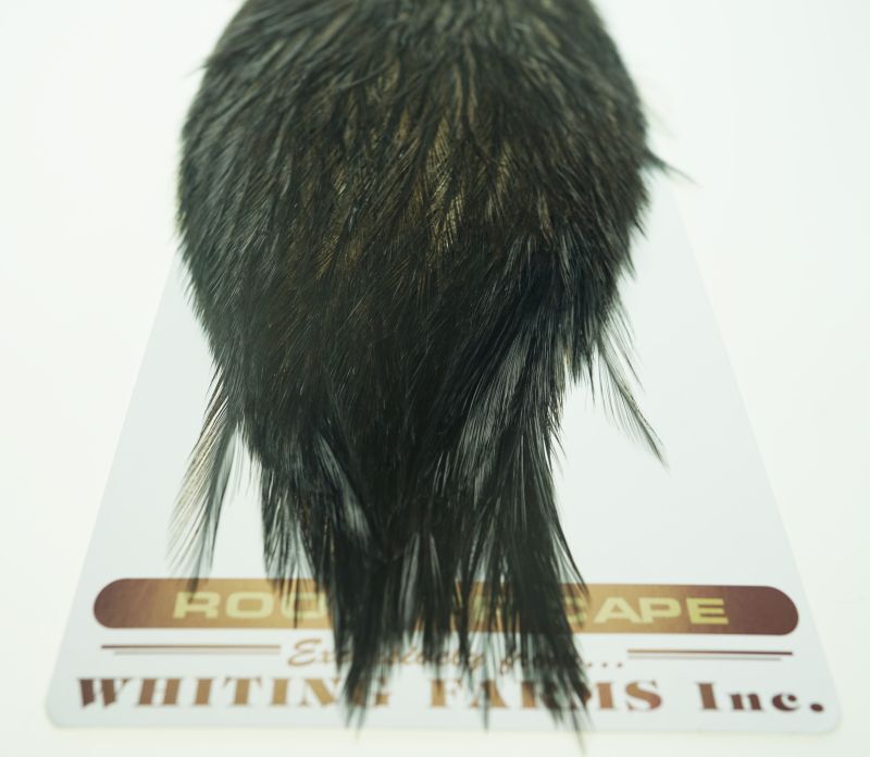 Coq de Leon Rooster Cape Variant No12