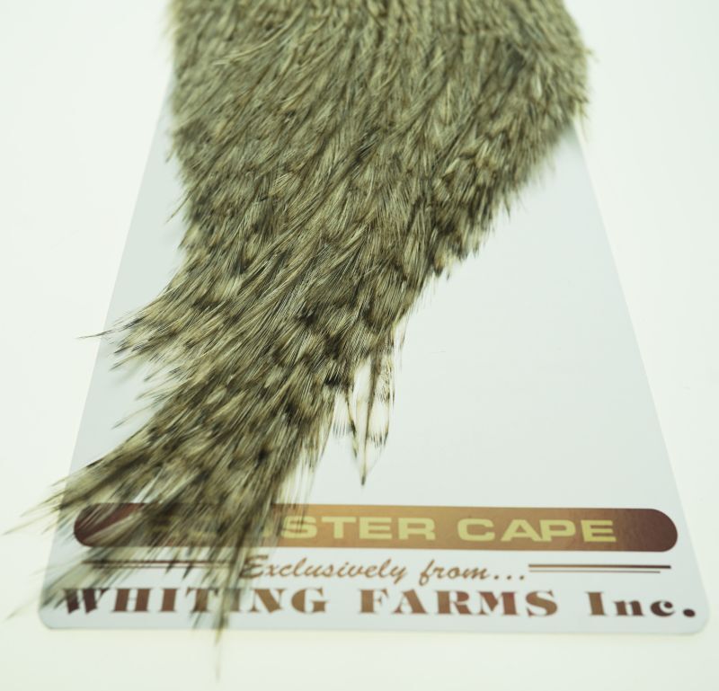 Coq de Leon Rooster Cape Variant No13