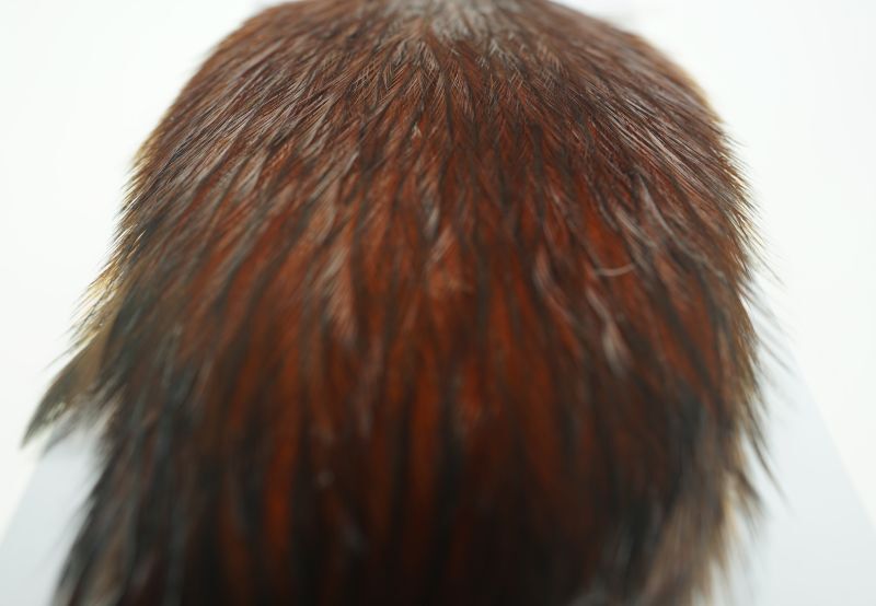 Coq de Leon Rooster Cape Brown No10