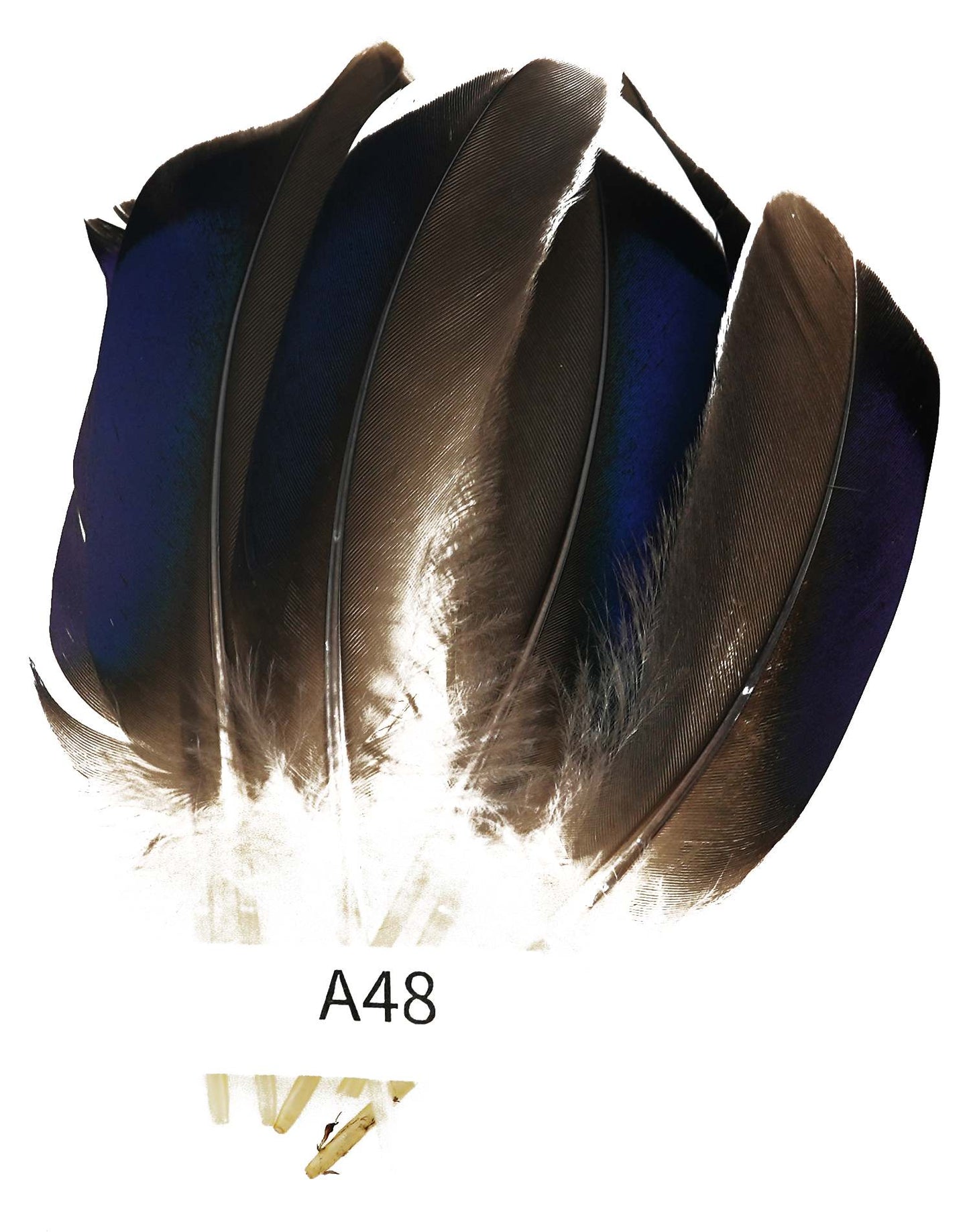 CANAL MALLARD WHITE TIP