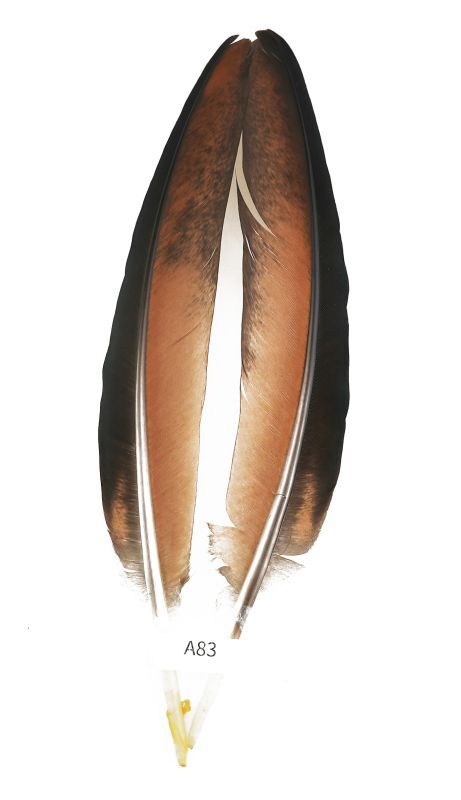 CANAL Peacock Quill Black
