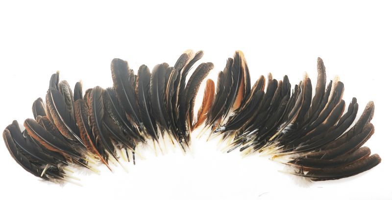 India HEN QUILL Bulk Pack of 100