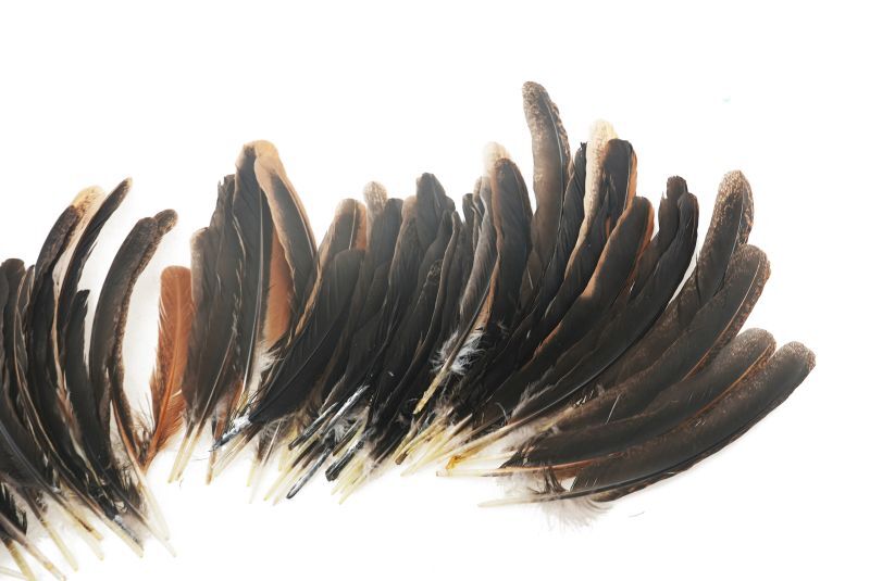India HEN QUILL Bulk Pack of 100