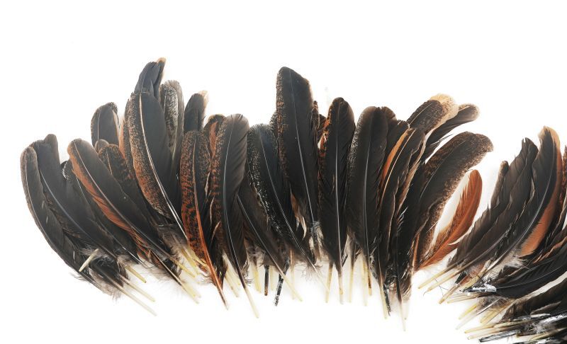 India HEN QUILL Bulk Pack of 100